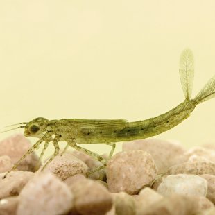 Šidélko páskované - larva (2014)