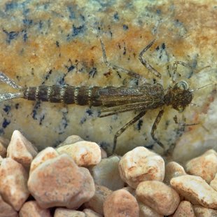 Šidélko větší - larva (2015)