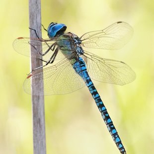 Southern Migrant Hawker ♂ (2013)