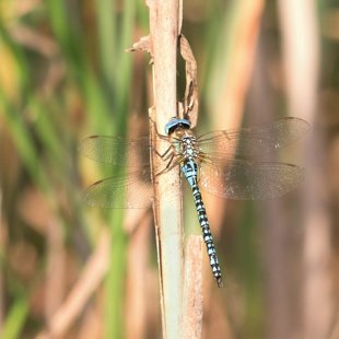 Southern Migrant Hawker ♂ (2013)