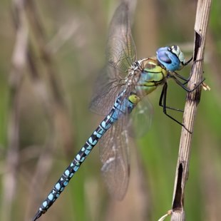 Southern Migrant Hawker ♂ (2016)