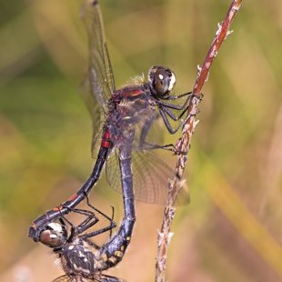 White-faced Darter ♂ + ♀ (2016)