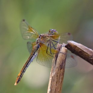 Yellow-winged Darter ♀ (2013)