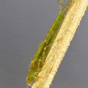 Common Blue Damselfly - larva (2017)
