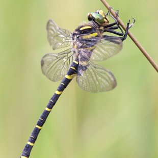 Golden-ringed Dragonfly ♂ (2014)