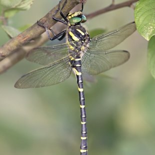 Golden-ringed Dragonfly ♂ (2013)