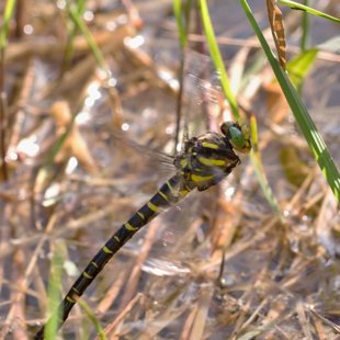 Golden-ringed Dragonfly ♀ (2015)