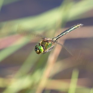 Brilliant Emerald ♂ (2015)