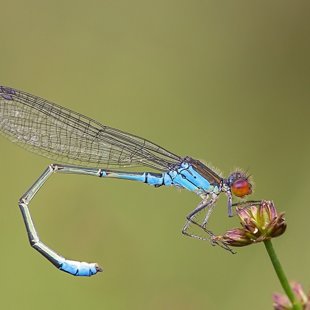 Small Red-eyed Damselfly ♂ (2016)