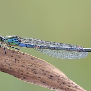 Small Red-eyed Damselfly ♀ (2016)