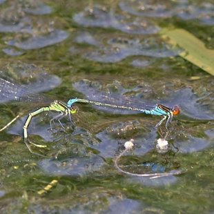 Small Red-eyed Damselfly ♂ +♀ (2016)