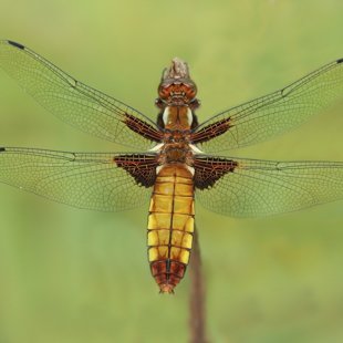 Broad-bodied Chaser ♀ (2014)