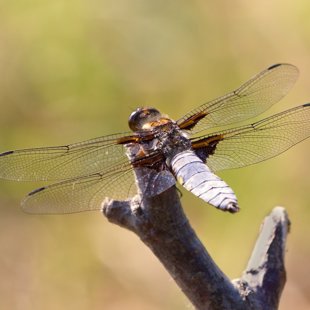 Broad-bodied Chaser ♂ (2015)