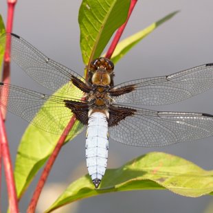 Broad-bodied Chaser ♂ (2015)