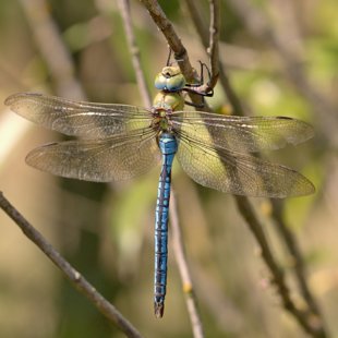 Emperor Dragonfly ♂ (2013)