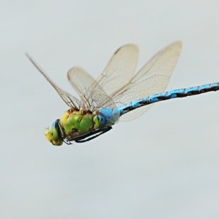 Emperor Dragonfly ♂ (2014)