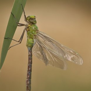 Emperor Dragonfly ♂ (2015)