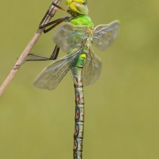 Emperor Dragonfly ♂ (2014)