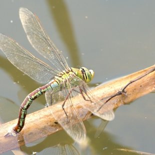 Emperor Dragonfly ♀ (2014)
