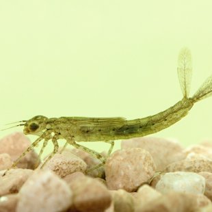 Azure Damselfly - larva (2014)