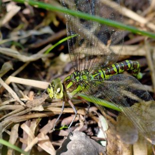 Southern Hawker ♀ (2013)
