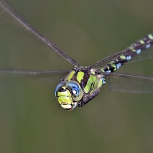 Southern Hawker ♂ (2014)