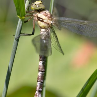 Southern Hawker ♀ (2015)