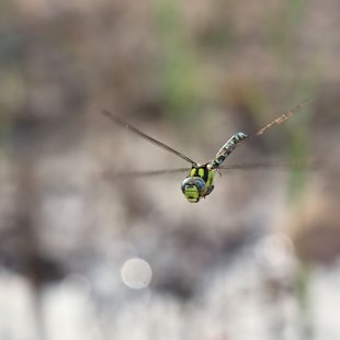 Southern Hawker ♂ (2017)