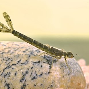 Red-eyed Damselfky - larva (2015)
