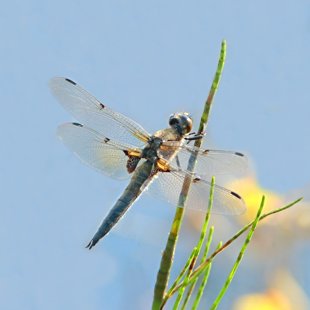 Four-spotted Chaser ♂ (2013)