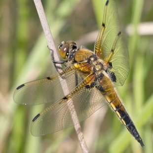 Four-spotted Chaser ♂ (2014)