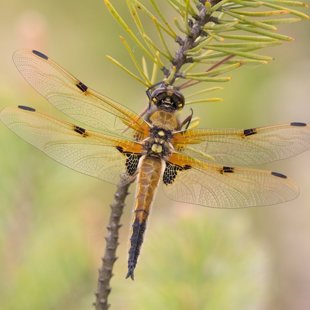 Four-spotted Chaser ♂ (2016)