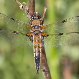 Four-spotted Chaser ♂ (2016)