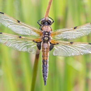 Four-spotted Chaser ♂ (2017)