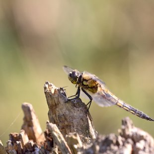 Four-spotted Chaser ♂ (2017)