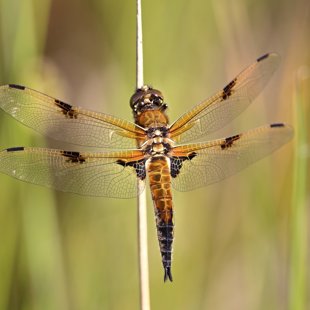 Four-spotted Chaser ♂ (2015)
