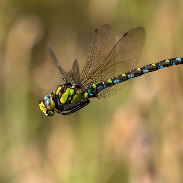 šídlo modré ♂ (Aeshna cyanea)