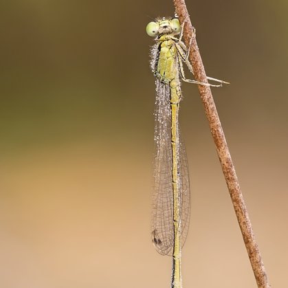 šidélko malé ♂ (2018)