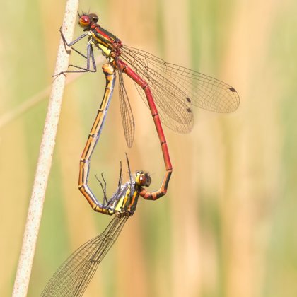šidélko ruměnné (Pyrrhosoma nymphula) ♂ + ♀