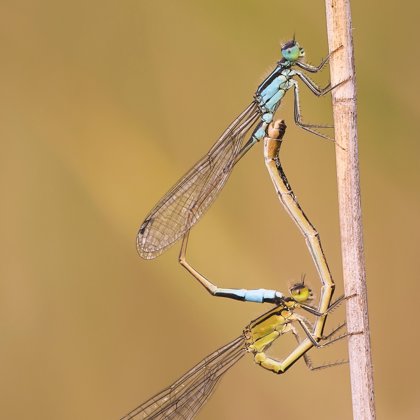 šidélko větší (Ischnura elegans) ♂ + ♀