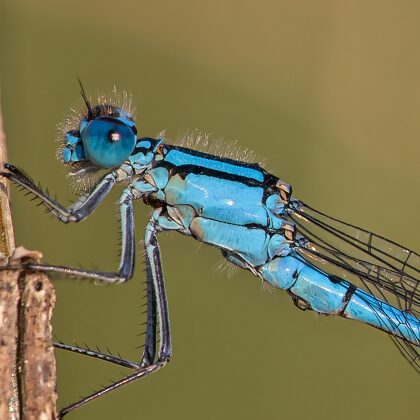 šidélko kroužkované (Enallagma cyathigerum) ♂