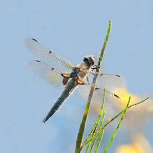 Vážka čtyřskvrnná (Libellula quadrimaculata) ♂
