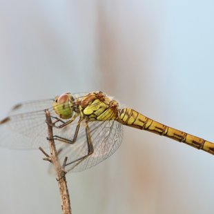 Vážka žíhaná (Sympetrum striolatum) ♀