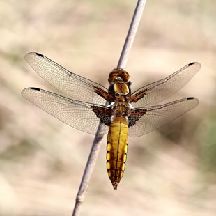 Vážka ploská (Libellula depressa) ♂