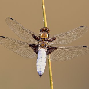 Vážka ploská (Libellula depressa) ♂