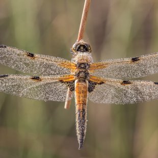 Vážka čtyřskvrnná (Libellula quadrimaculata) ♂