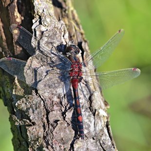 Vážka tmavoskvrnná (Leucorrhinia rubicunda) ♂