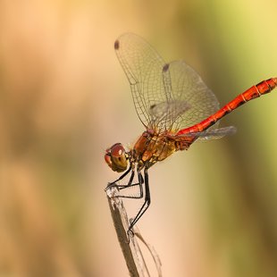 Vážka rudá (Sympetrum sanguineum) ♂
