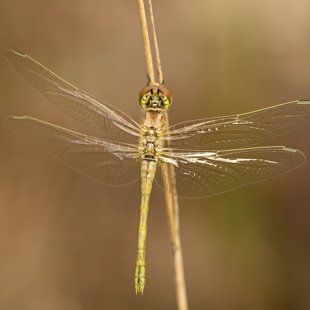 Vážka jarní (Sympetrum fonscolombii) ♀