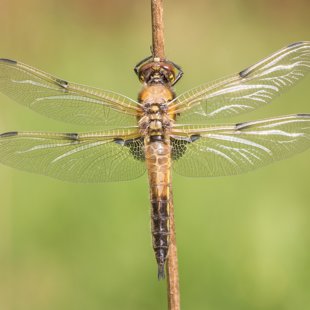 Vážka čtyřskvrnná (Libellula quadrimaculata) ♂